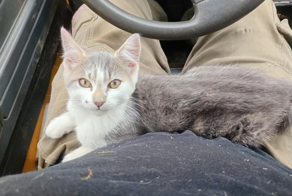 Vermisstmeldung Katze rassenmischung  Männliche , 1 jahre Bouffry Frankreich