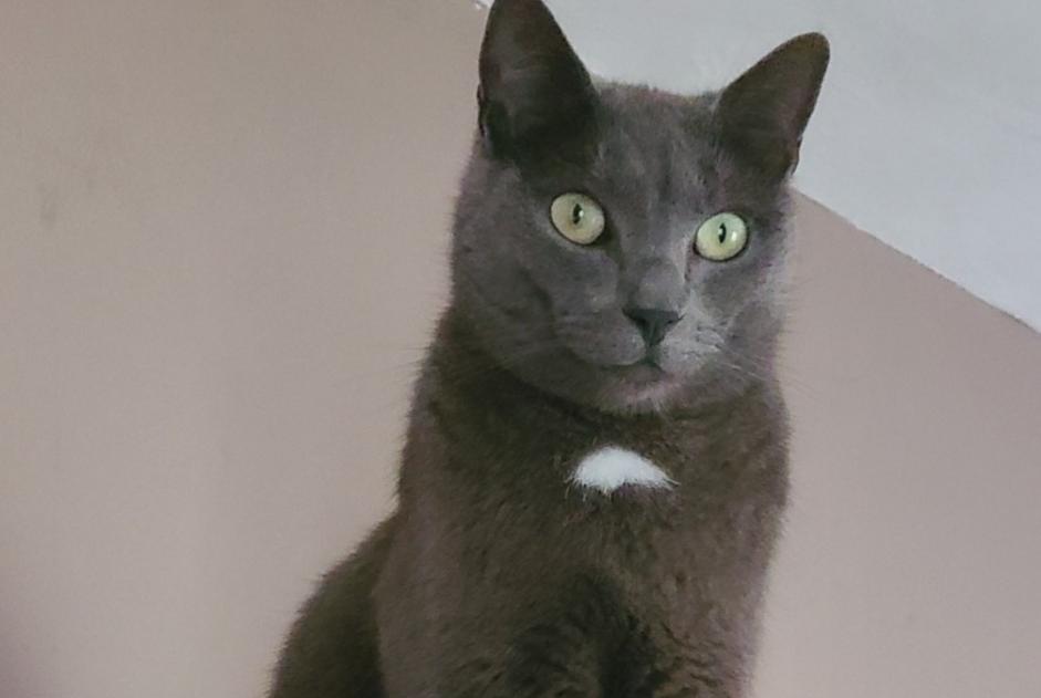 Vermisstmeldung Katze rassenmischung Männliche , 5 jahre Vineuil Frankreich Vermisstmeldung Katze rassenmischung Männliche , 5 jahre Vineuil Frankreich