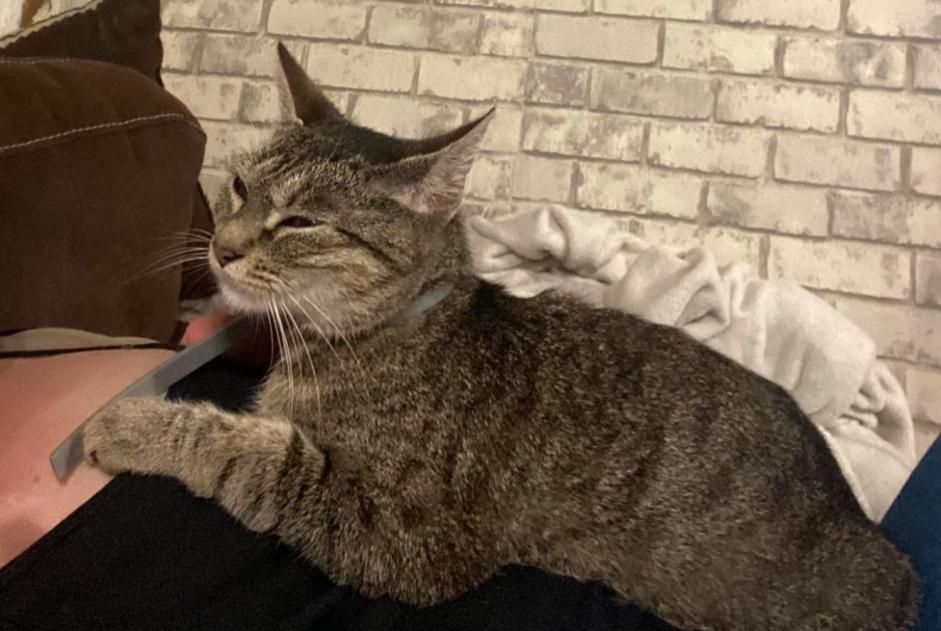 Disappearance alert Cat miscegenation Female , 2 years Saint-Hilaire-la-Gravelle France Disappearance alert Cat miscegenation Female , 2 years Saint-Hilaire-la-Gravelle France