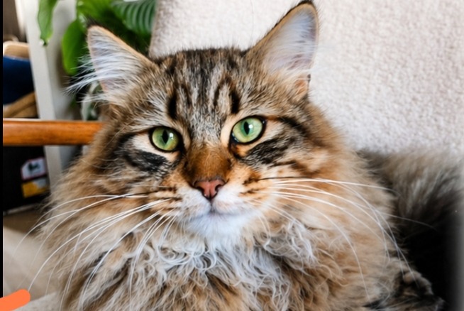 Disappearance alert Cat  Male , 1 years Blois France
