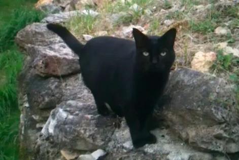 Alerta de Desaparición Gato Macho , 18 años Nouan-le-Fuzelier Francia
