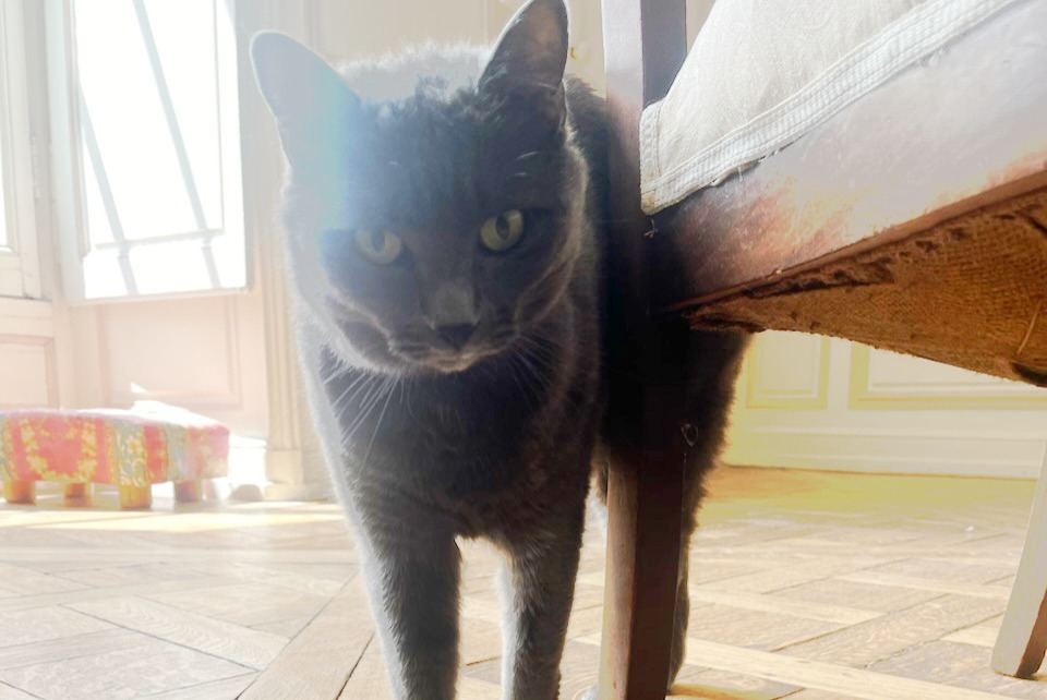 Alerte Disparition Chat Femelle , 7 ans Blois France