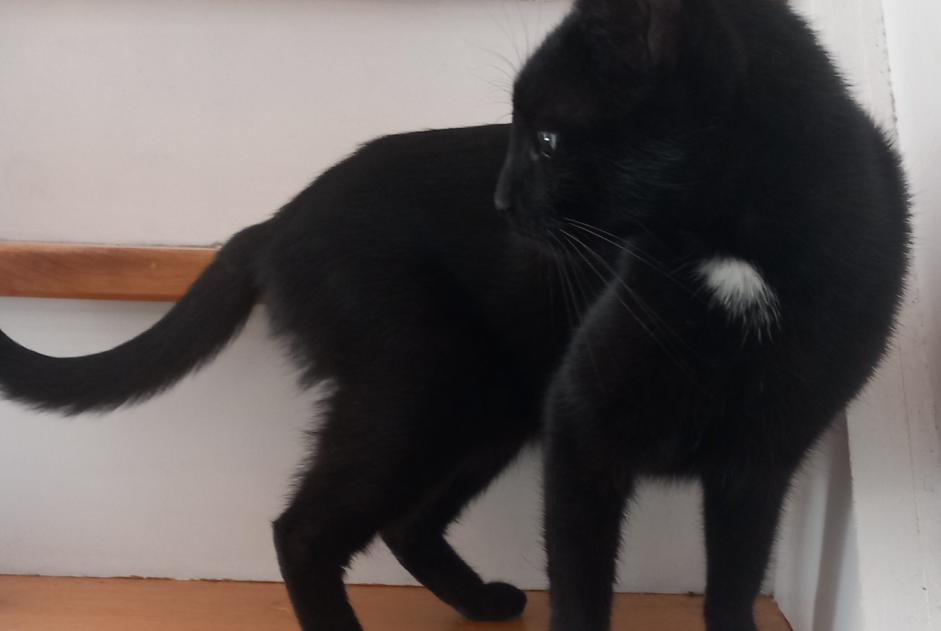Alerte Disparition Chat Femelle , 6 ans Villerable France Alerte Disparition Chat Femelle , 6 ans Villerable France