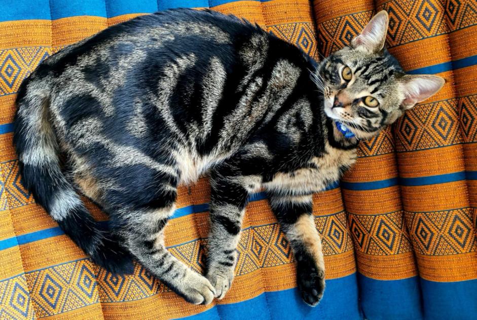 Alerte Disparition Chat Mâle , 3 ans Couddes France Alerte Disparition Chat Mâle , 3 ans Couddes France