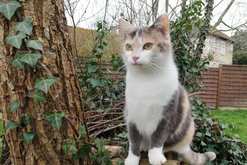 Alerte Disparition Chat Femelle , 1 ans Azé France