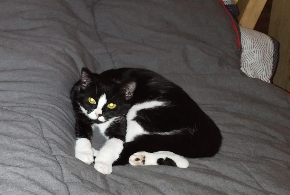 Alerte Disparition Chat Femelle , 2 ans Blois France Alerte Disparition Chat Femelle , 2 ans Blois France