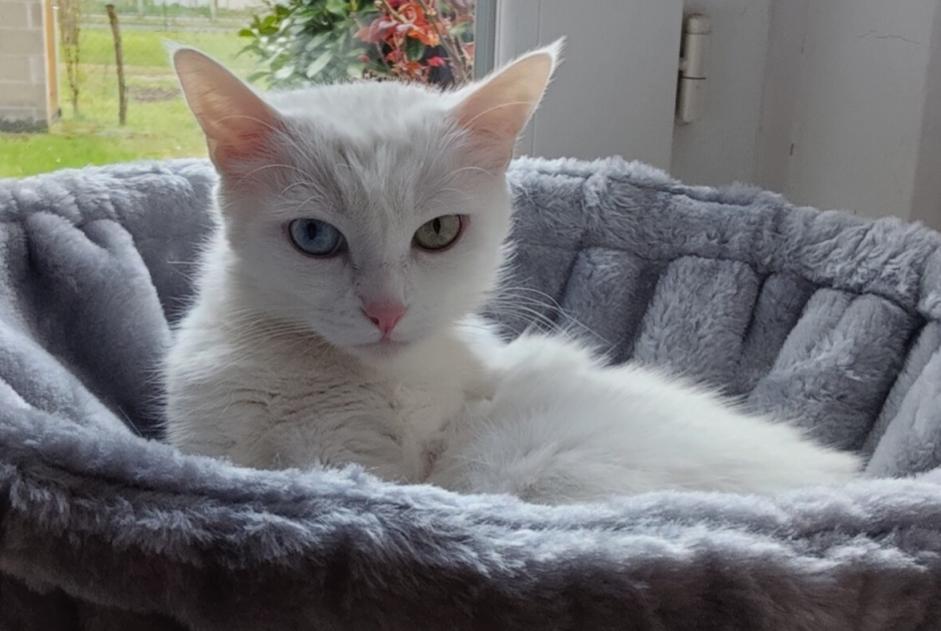 Alerte Disparition Chat Femelle , 9 ans Salbris France Alerte Disparition Chat Femelle , 9 ans Salbris France