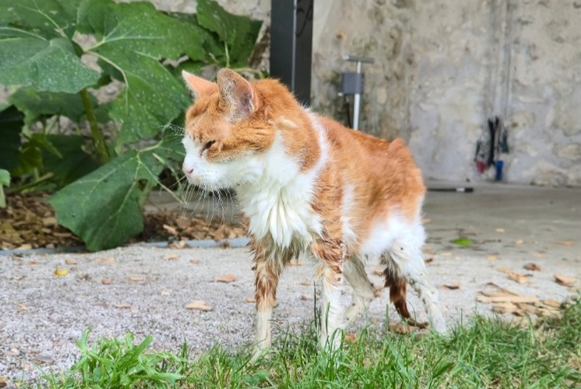 Alerte Découverte Chat Inconnu Menars France Alerte Découverte Chat Inconnu Menars France