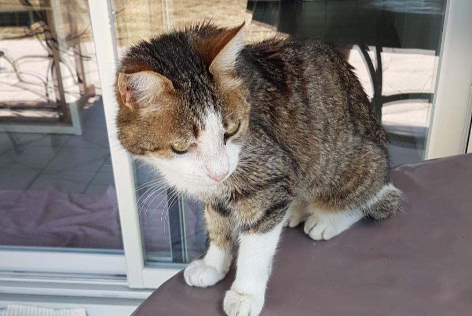 Alerte Découverte Chat Femelle Valencisse France