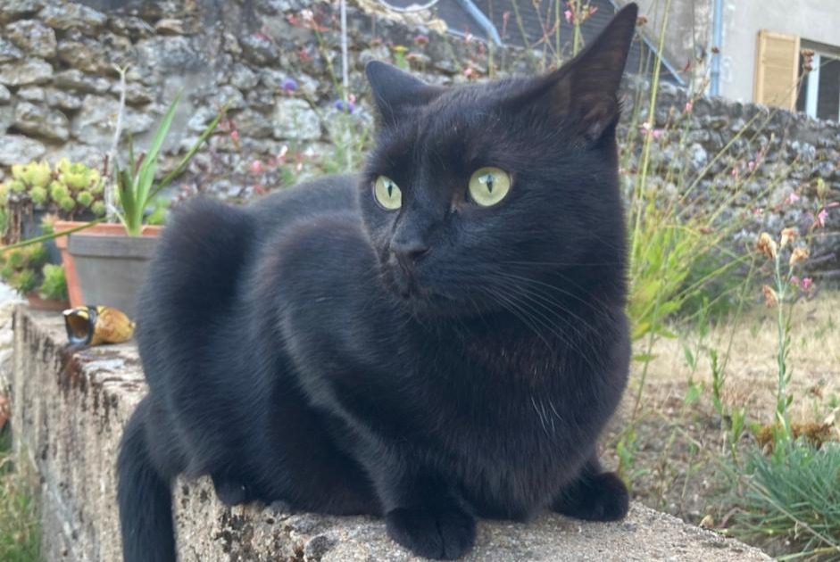 Alerte Disparition Chat  Mâle , 7 ans Blois France