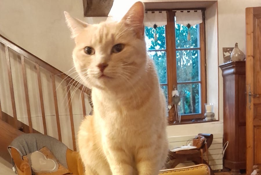 Alerte Disparition Chat Mâle , 6 ans Cormeray France Alerte Disparition Chat Mâle , 6 ans Cormeray France