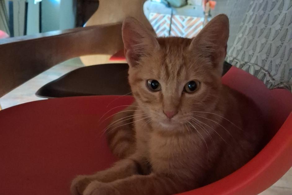 Alerte Découverte Chat Femelle Soings-en-Sologne France