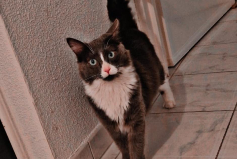 Avviso scomparsa Gatto incrocio di razze  Maschio , 1 anni Blois Francia