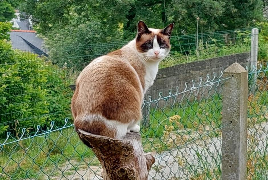 Verdwijningsalarm Kat Vrouwtje , 35 jaar Romorantin-Lanthenay Frankrijk Verdwijningsalarm Kat Vrouwtje , 35 jaar Romorantin-Lanthenay Frankrijk