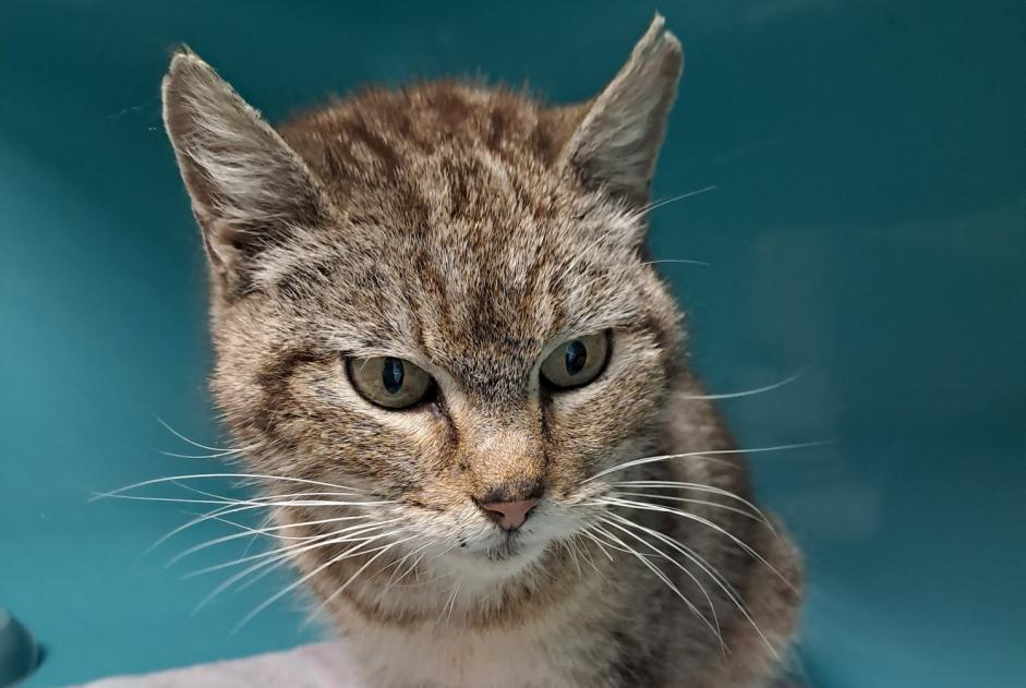 Alerta descoberta Gato Fêmea Oucques La Nouvelle France Alerta descoberta Gato Fêmea Oucques La Nouvelle France